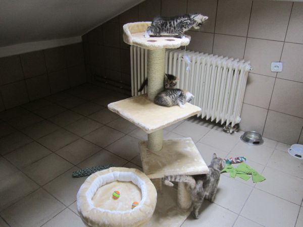 katzenzimmer7 katzenzimmer7