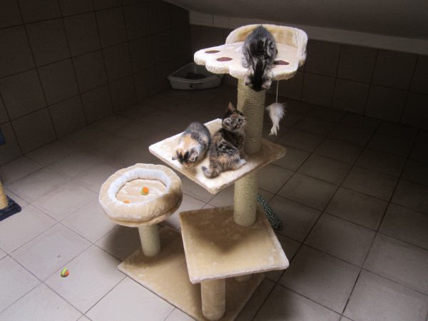 katzenzimmer8 katzenzimmer8