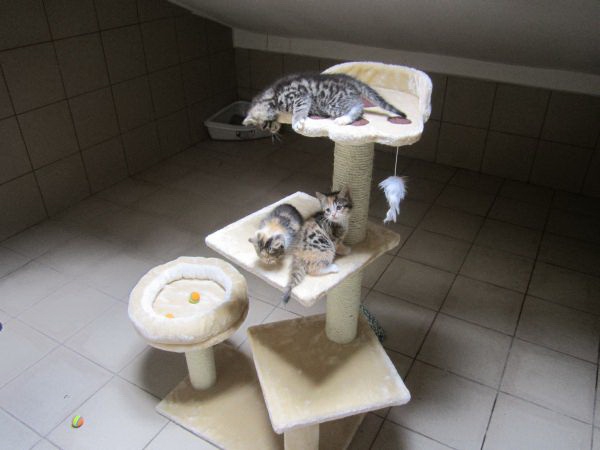 katzenzimmer9 katzenzimmer9