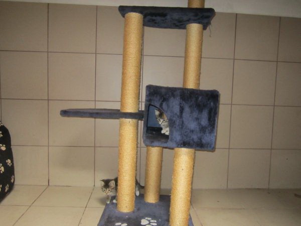 kotki2907h kotki2907h