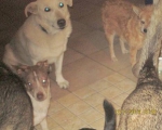 Hunde