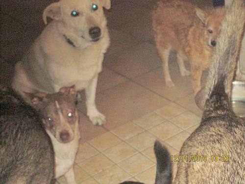 Hunde Hunde