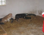 25122013 mikolaj 076