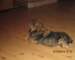 sylvester 001