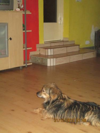 sylvester 003 sylvester 003