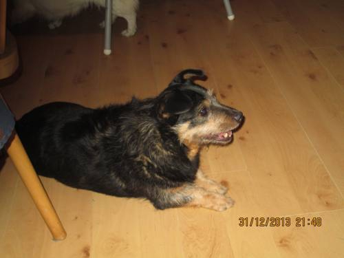 sylvester 010 sylvester 010