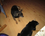 sylvester 020