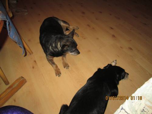 sylvester 020 sylvester 020