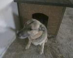 buda Aresa.3