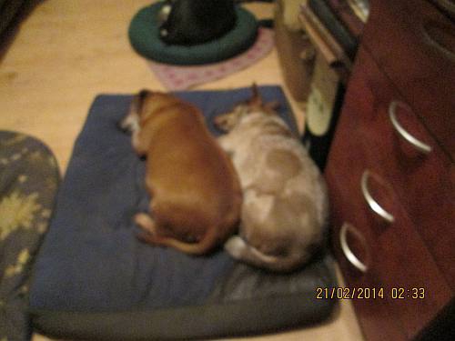 tote hunde