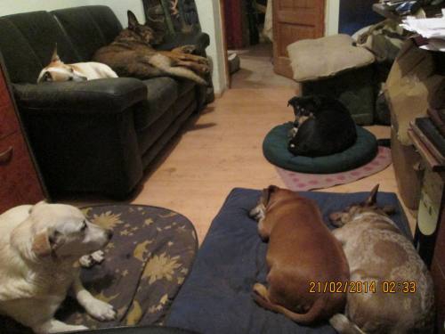 tote hunde2 tote hunde2