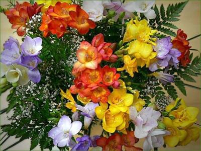 blumen10 1 blumen10 1
