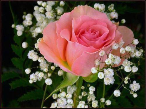rose7 rose7