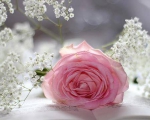 Rose4