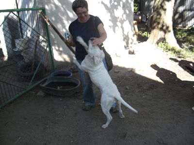 hunde610